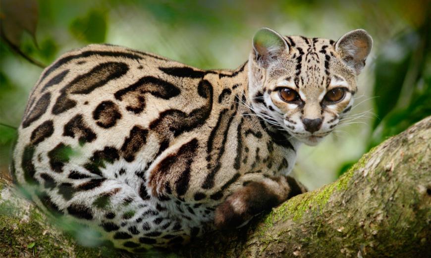 PHOTOS: Regal and Unique, the Ocelot Has One of the World’s Most Beautiful Fur Coats