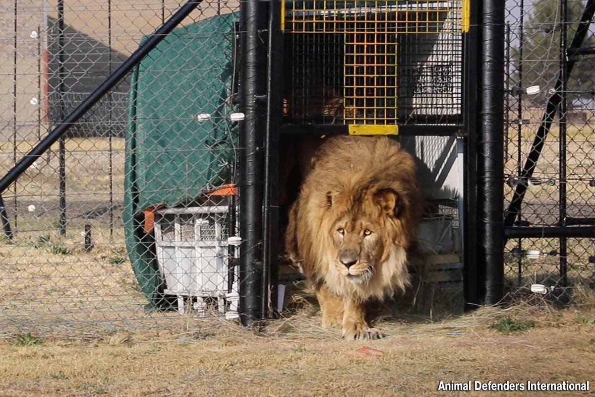  Ruben emerging from the travel crate into the sanctuary. (Courtesy of <a href="https://adiwildlifesanctuary.org.za/">Animal Defenders International</a>)
