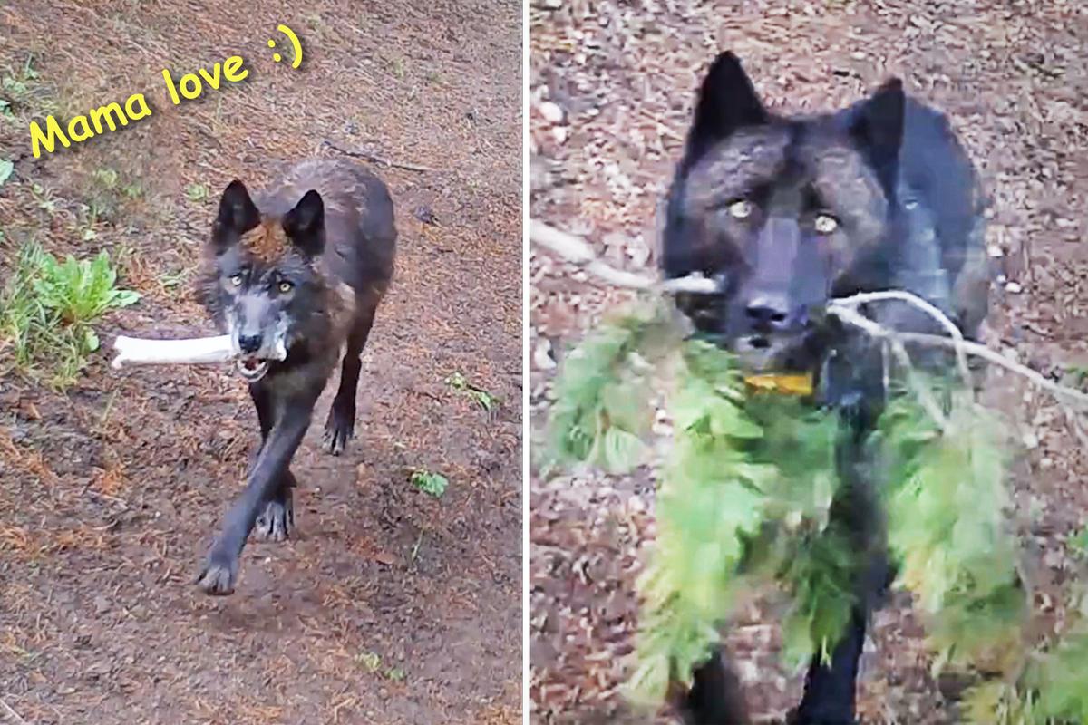 VIDEO: Wolves Bring 'Toys' for Hungry Pups to Keep Them Entertained in Absence of Food
