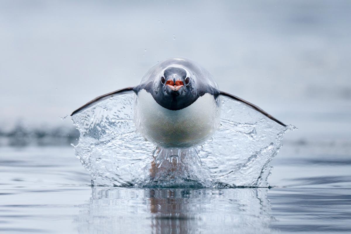  This photo of a gentoo penguin, the fastest penguin species in the world, charging across the water in Antarctica was shot by Craig Parry. (Courtesy of Ocean Photographer of the Year)