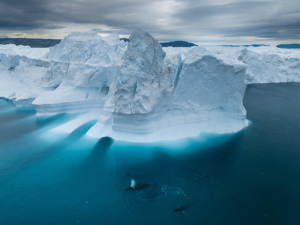  A group of humpback whales and their calves feed amongst a stunning backdrop of icebergs in Greenland in this shot by Michael Haluwana. (Courtesy of Ocean Photographer of the Year)