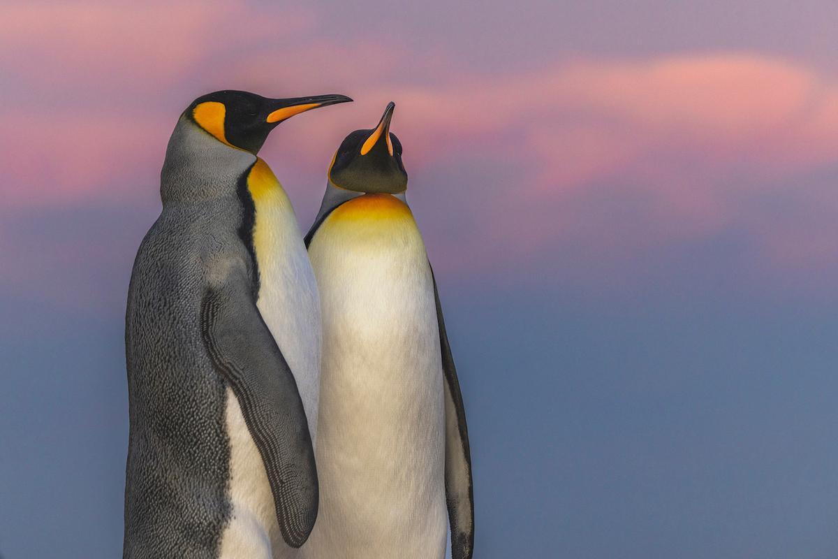  As the afternoon sun sets, a pair of king penguins draw a striking pose against the pink sky in the Falkland Islands in this shot by Scott Portelli. (Courtesy of Ocean Photographer of the Year)