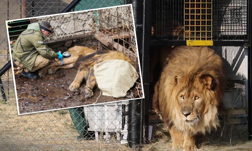 Remember the World’s Loneliest Lion Rescued From a Cage After 15 Years? He's Finally Home: VIDEO