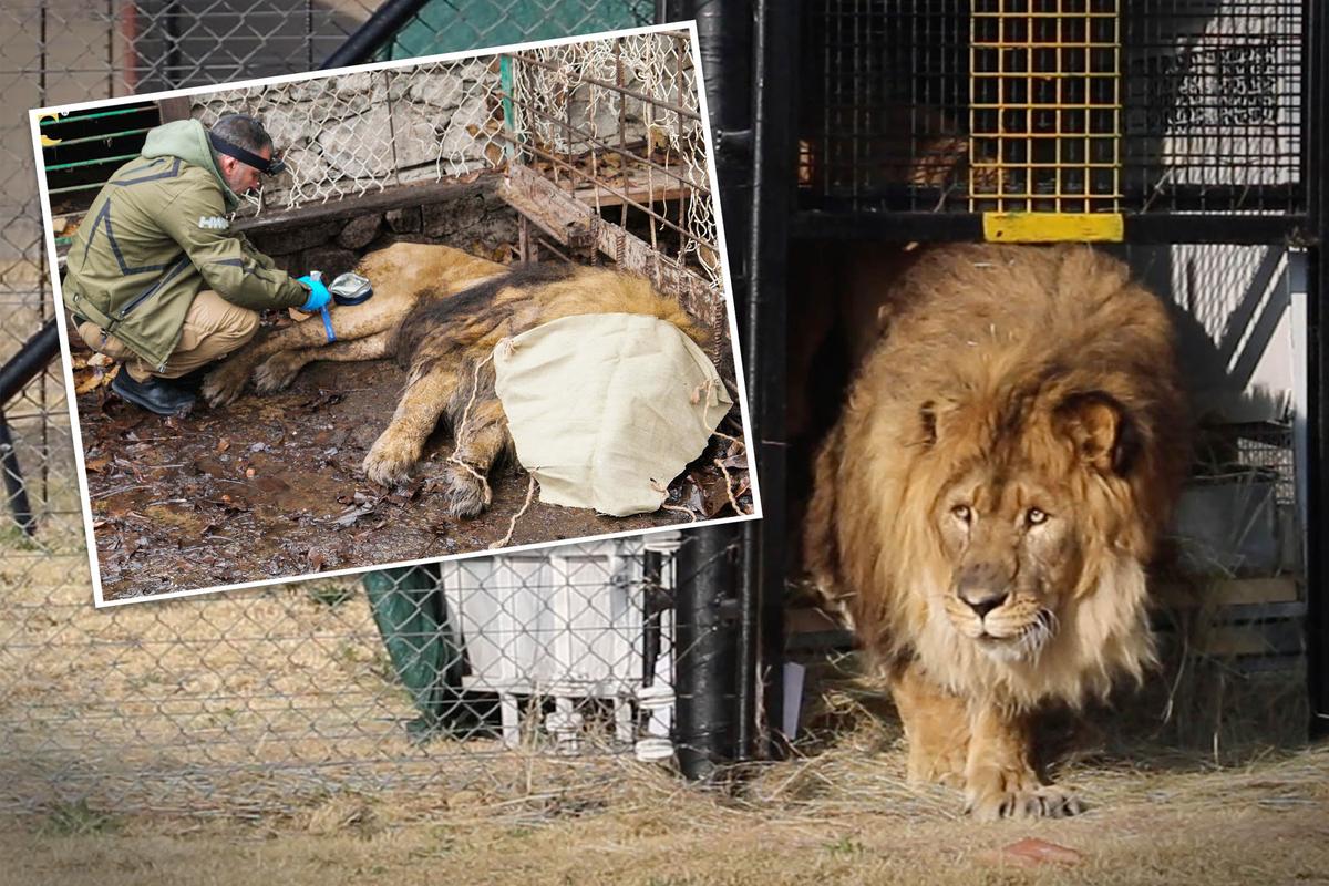 Remember the World’s Loneliest Lion Rescued From a Cage After 15 Years? He's Finally Home: VIDEO