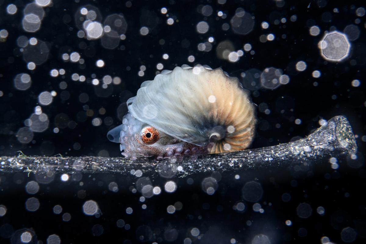 PHOTOS: See the Best of the Ocean's Breathtaking Beauty From the Winners of 'Ocean Photographer of the Year 2023'