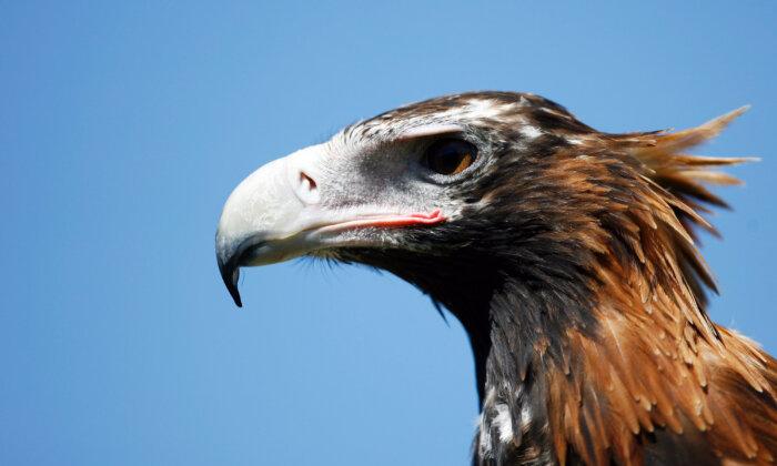 Over 300 Threatened Eagles Killed or Injured by Wind Turbines in Tasmania: Study
