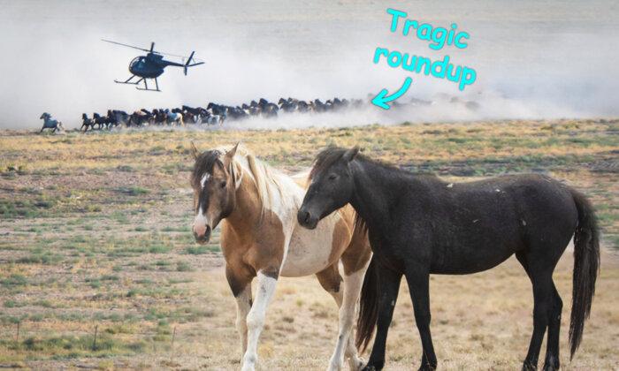 'Wild Love Story Written in the Stars': Woman Reunites Bonded Wild Horses Tragically Separated in Roundup
