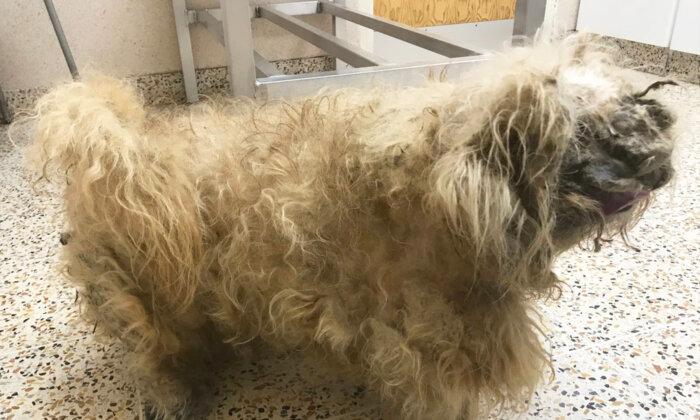 Abandoned Dog Who Looked Like a 'Pile of Rags' Sheds 2.8lb of Fur, Finds New Home and a 'Girlfriend'