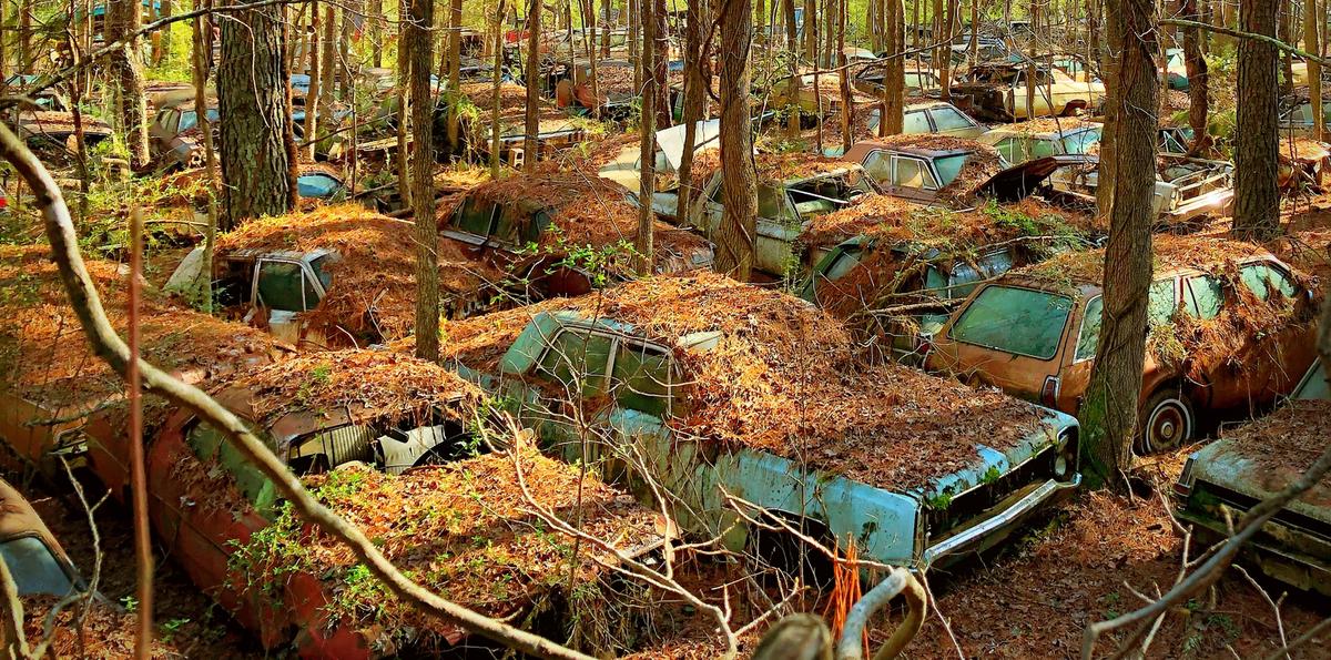 Thousands of rusted automobiles populate Old Car City, near White, Georgia. (Courtesy of Old Car City USA)