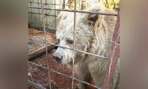 Elderly Circus Bear Who Lived in a Tiny Cage for 20 Years is Rescued, Now Experiences Joy in a Sanctuary