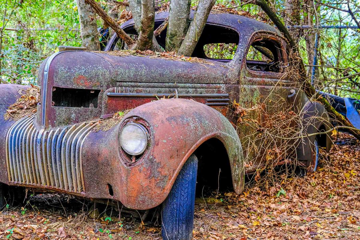 A tree took decades to grow through the rusted-out hood of an old automobile at Old Car City, Georgia. (Darryl Brooks/Shutterstock)