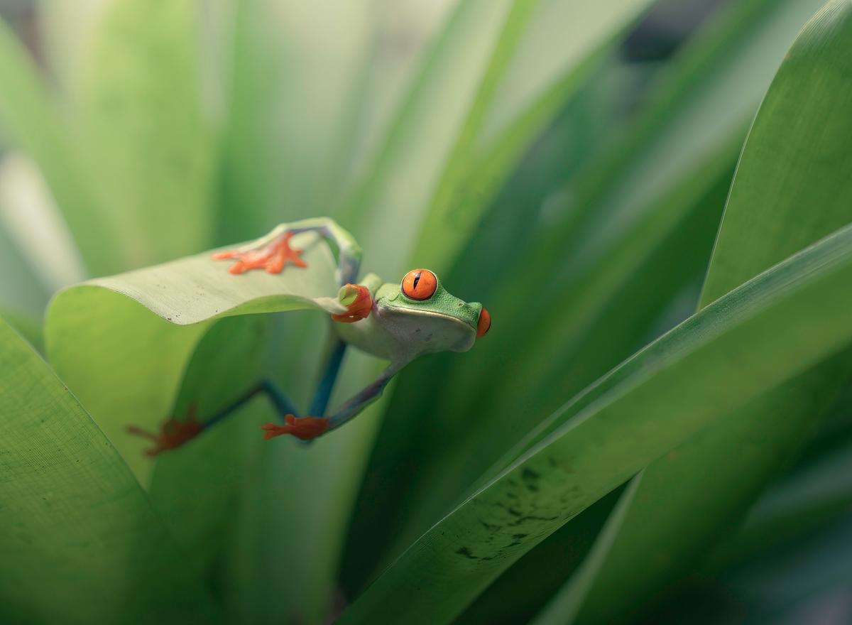 "Ready to jump" red-eyed frog by Pablo Trilles Farrington. (© Pablo Trilles Farrington/Courtesy of All About Photo)