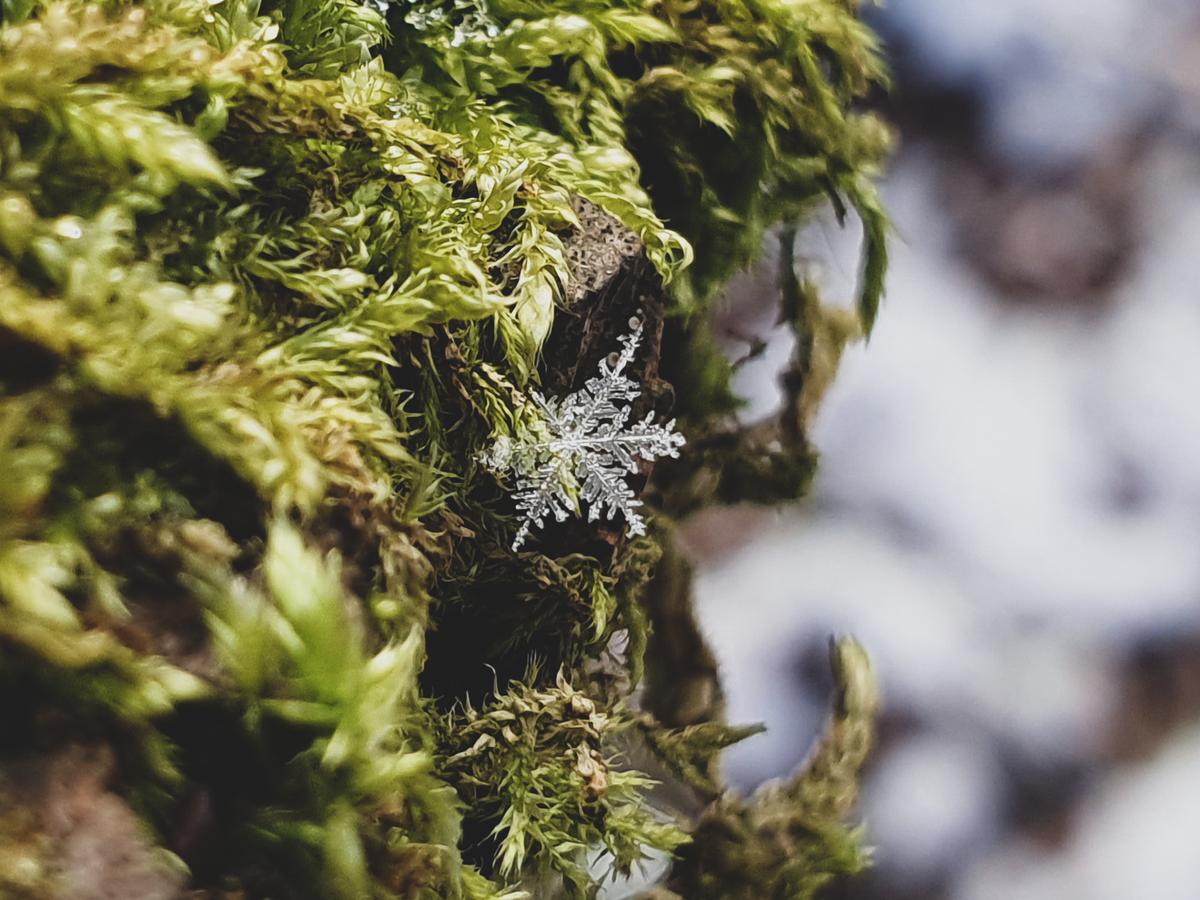 Captured while out on a winter walk in Staffordshire, UK, the delicate beauty of the snowflake helped lift Diane Neves from the depression she was experiencing at the time. "Snowflake Fall" was runner-up for Standard Chartered Smartphone Weather Photographer of the Year. (Courtesy of Diane Neves via Weather Photographer of the Year)