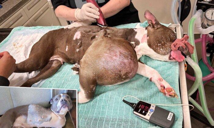 Rescuer Finds Pit Bull With Volleyball-Sized Tumor, Gets Her Life-Saving Surgery—And Forever Home