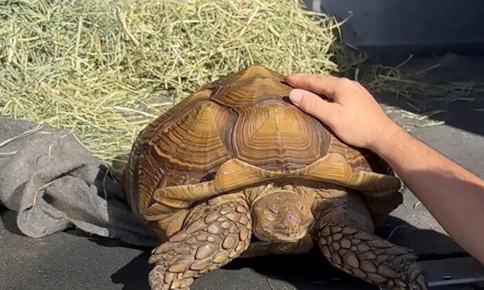 Tortoise, Frank the Tank, Found Wandering in a BC Field of Bok Choy Needs Home