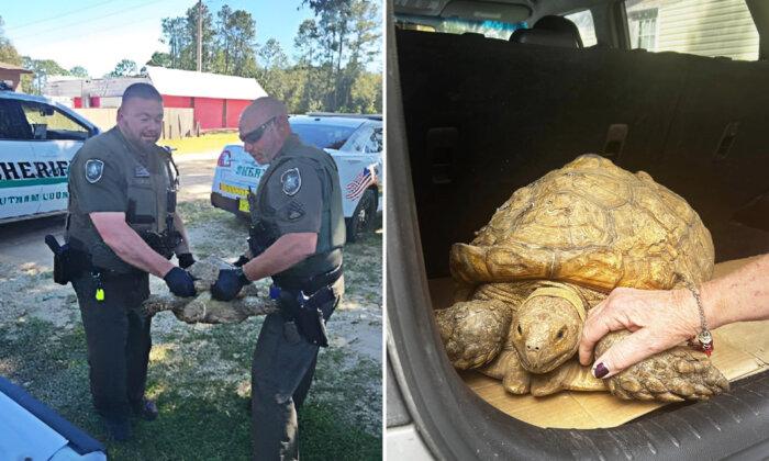 Escaped Tortoise Missing for Over 3 Years in Florida Is Found Just 3 Miles From Her Home