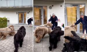 Gentle Giant Newfoundland Dogs Fall in Love With Grandma—And Their Adorable Cuddling Goes Viral