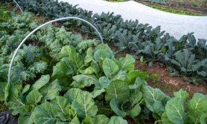 Bundle Up! Row Covers and More to Protect Your Garden Through Winter