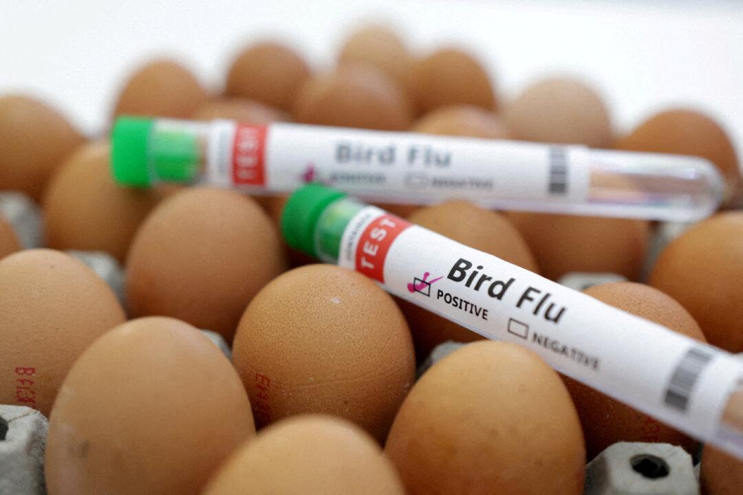 Mexico Reports First Outbreak of H5N1 Bird Flu on Poultry Farm