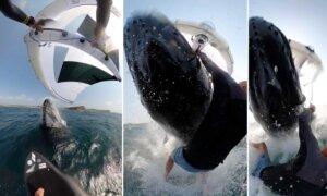 Surfer Captures Ultra-Rare Moment He Collides With Breaching Whale—And Video Goes Viral