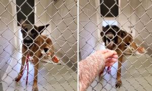 No One Could Touch This Aggressive, Growling Dog for Days, Then a Kind Woman Brings Her a Special Treat: VIDEO
