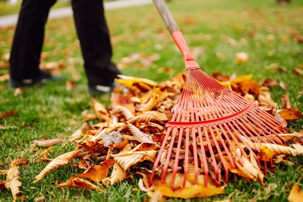 Remove plants and leaves from the garden plot to free it from any fungal pathogens that can ride out the cold months in plant debris. (maxbelchenko/Shutterstock)