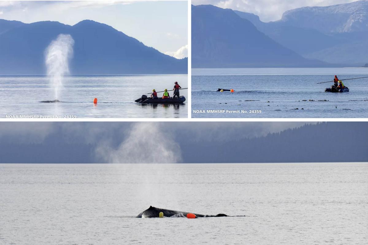 Rescuers cautiously try to approach the entangled humpback whale in Icy Strait, Alaska. (© Sean Neilson, T. Lewis/NOAA MMHSRP Permit No. 24359)