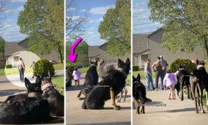 Family’s Girl Wanders Too Close to Strange Men Outside Home—Watch What Protector Dogs Do Next