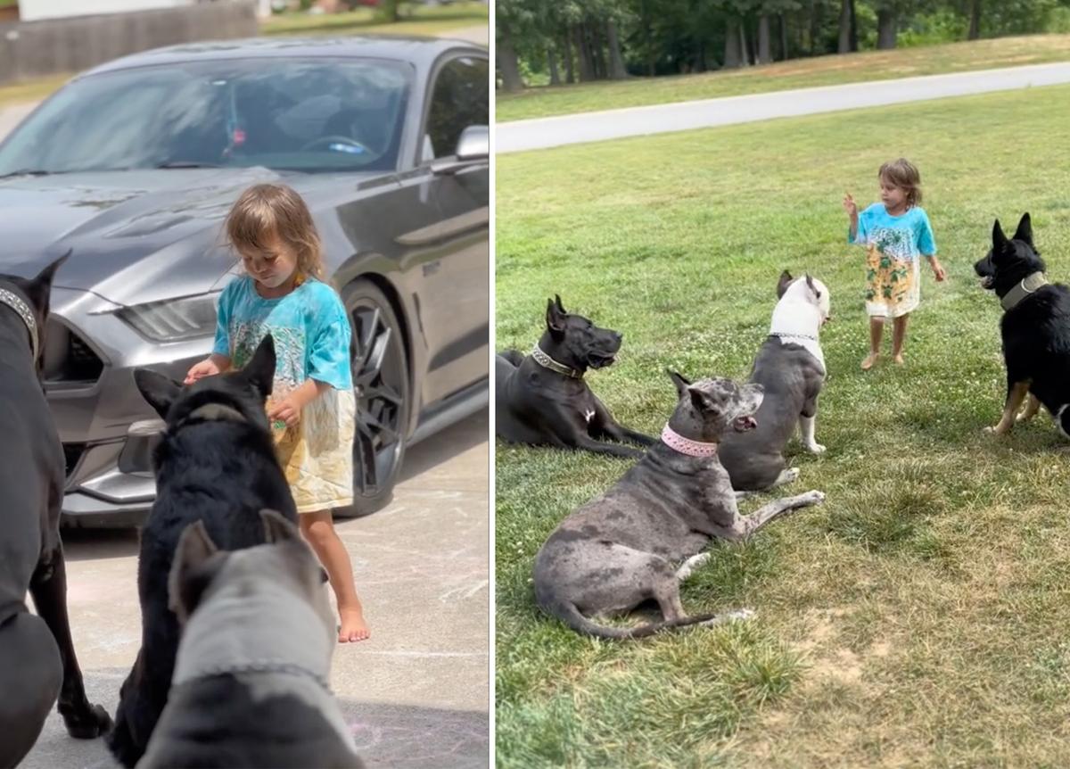 The Hansons' young daughter plays with the dog pack. (Courtesy of <a href="https://www.instagram.com/then8tivedogfather/">Spencer Hanson</a>)
