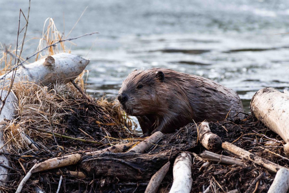 A large beaver building a dam. (Dan-Pepper/Shutterstock)