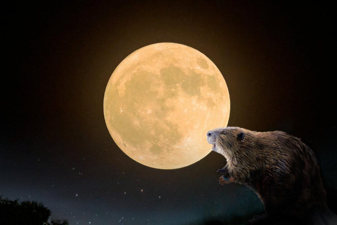Full ‘Beaver Moon’ About to Grace the Night Sky Late November—Here’s What You Need to Know