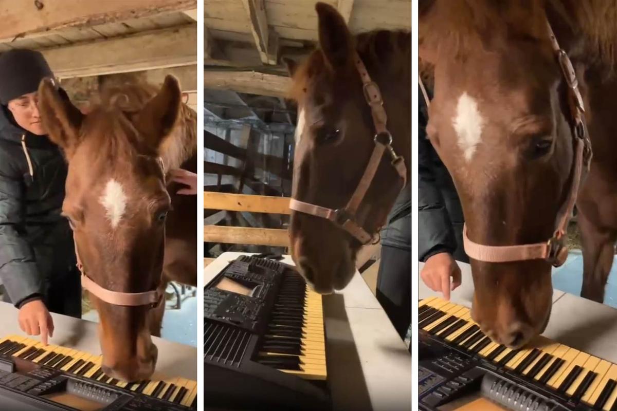 Sally the horse plays the piano jubilantly with her nose. (Courtesy of <a href="https://www.instagram.com/littlecreeksanctuary/">Little Creek Farm and Sanctuary</a>)