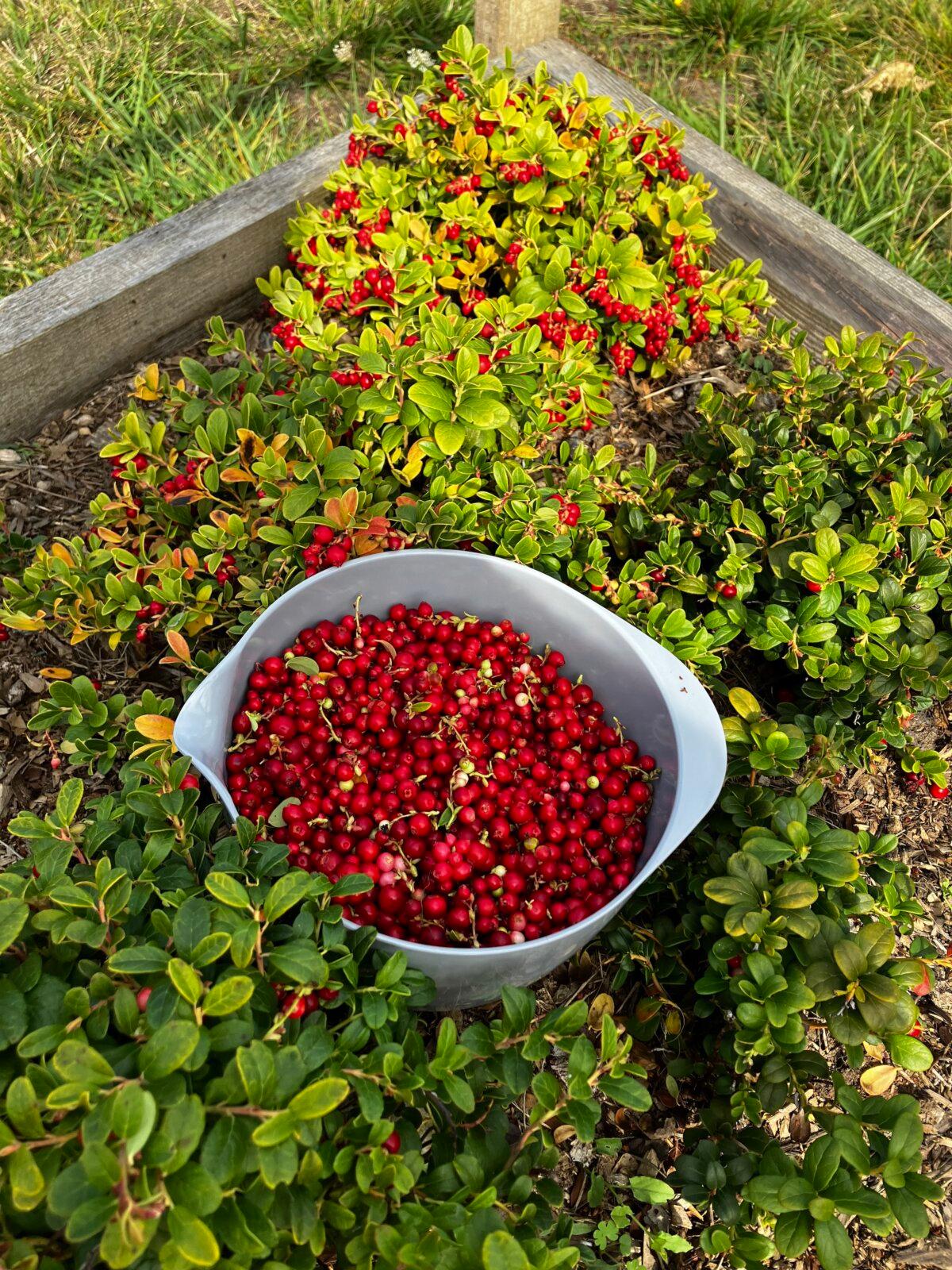 An hour of picking lingonberries on the author's farm on San Juan Island—and more to go. (Eric Lucas)