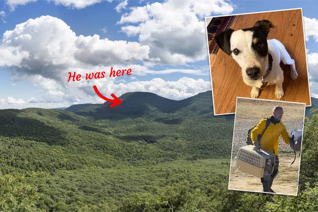 Loyal Dog Who Spent 10 Weeks Guarding Fallen Hiker's Body Is Reunited With Family
