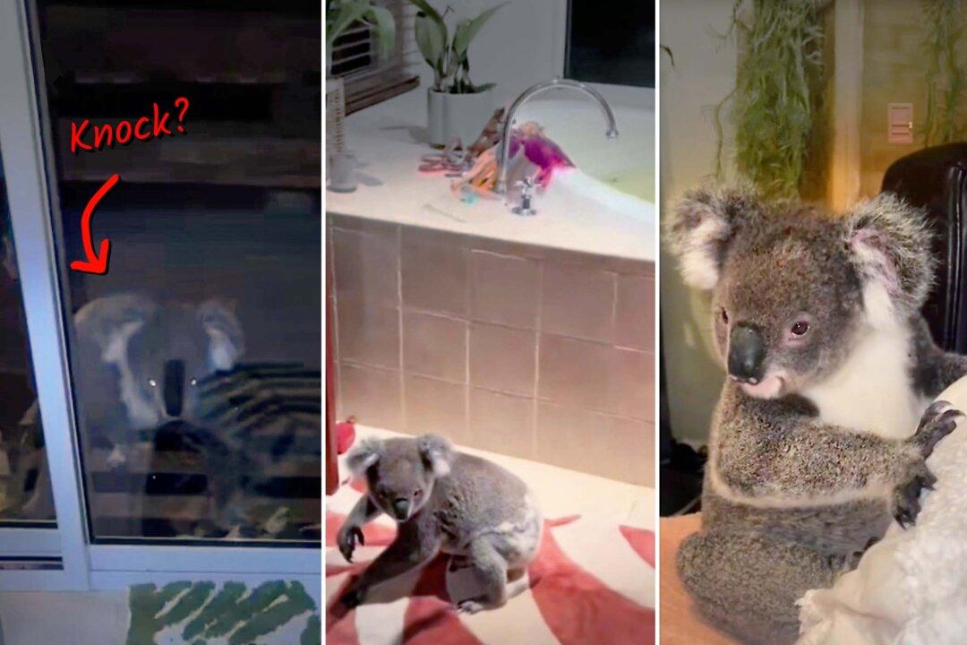‘Cutest Visitor Ever’: Wild Koala Arrives at Family’s Door, Stays for 15 Minutes, Even Sits on Bed
