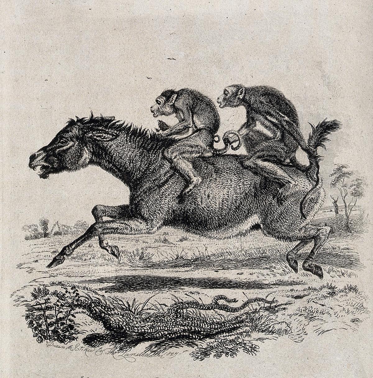 An etching of two monkeys riding a terrified donkey, 1827, by Thomas Landseer. (Public Domain)
