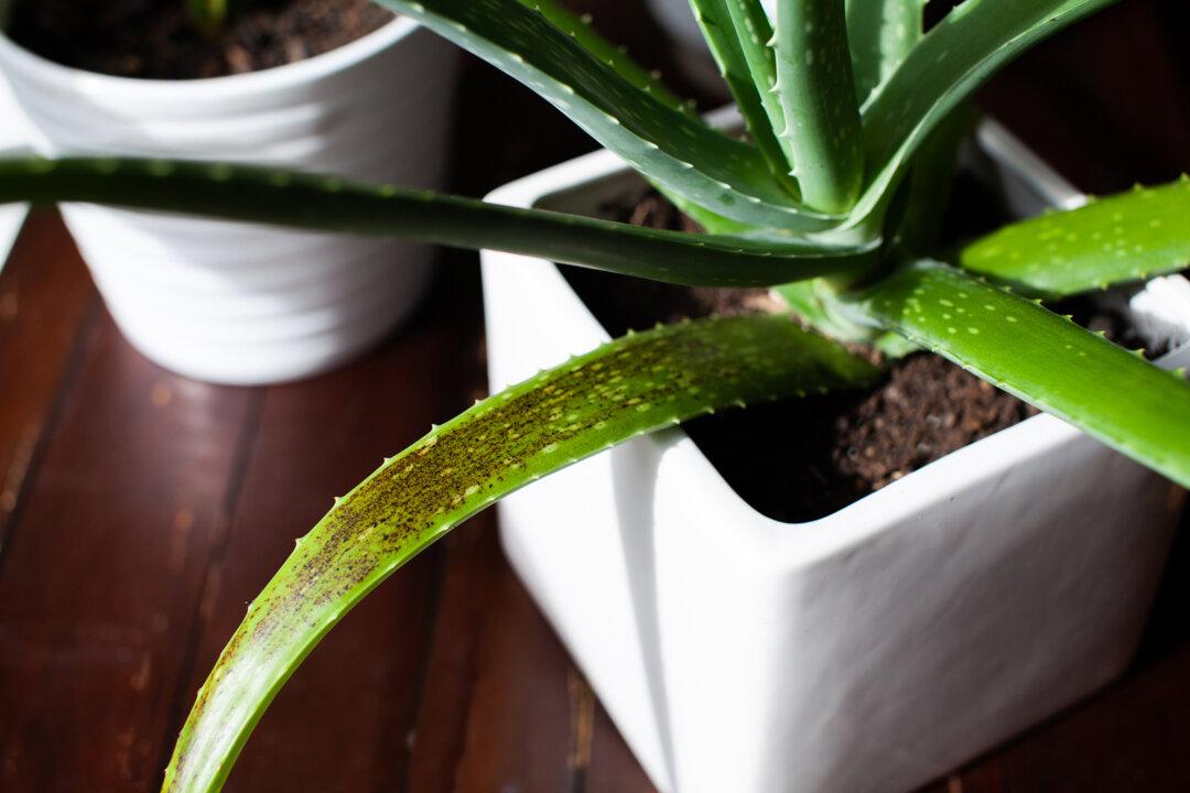 How to Grow Easy-Care Aloe Vera, Nature’s Burn Ointment