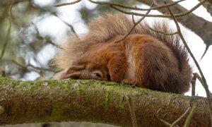 Self-Taught Photographer Captures Squirrel Going Into a ‘Food Coma’ After Stocking Up on Too Many Hazelnuts