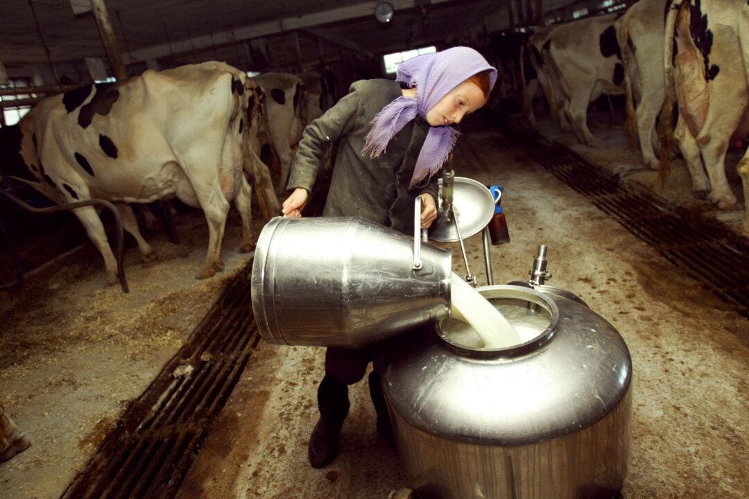 After Raiding Farm, Pennsylvania Authorities Sue Amish Farmer Over Raw Milk