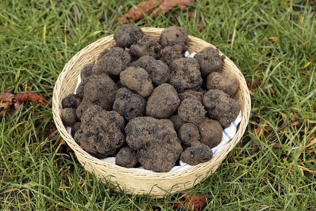 Truffle Hunt Yields Flavors and Fun