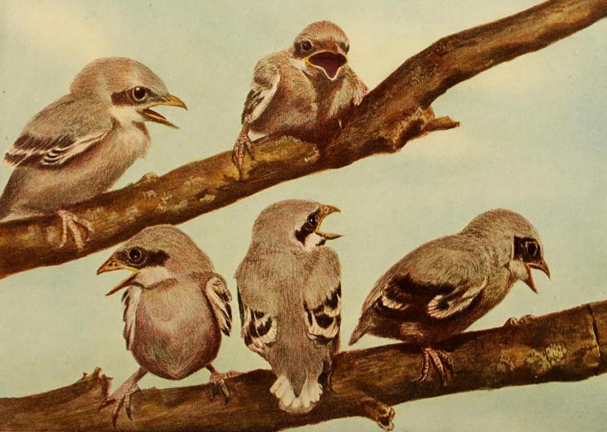 An illustrated plate of young Loggerhead Shrikes from "What I Have Done With Birds," 1907, by Gene Stratton- Porter. Internet Archive. (Public Domain)