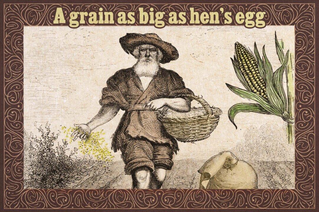 People Confused Why a Grain Is as Big as a Hen’s Egg—So an Old Farmer Reveals the Simple Reason