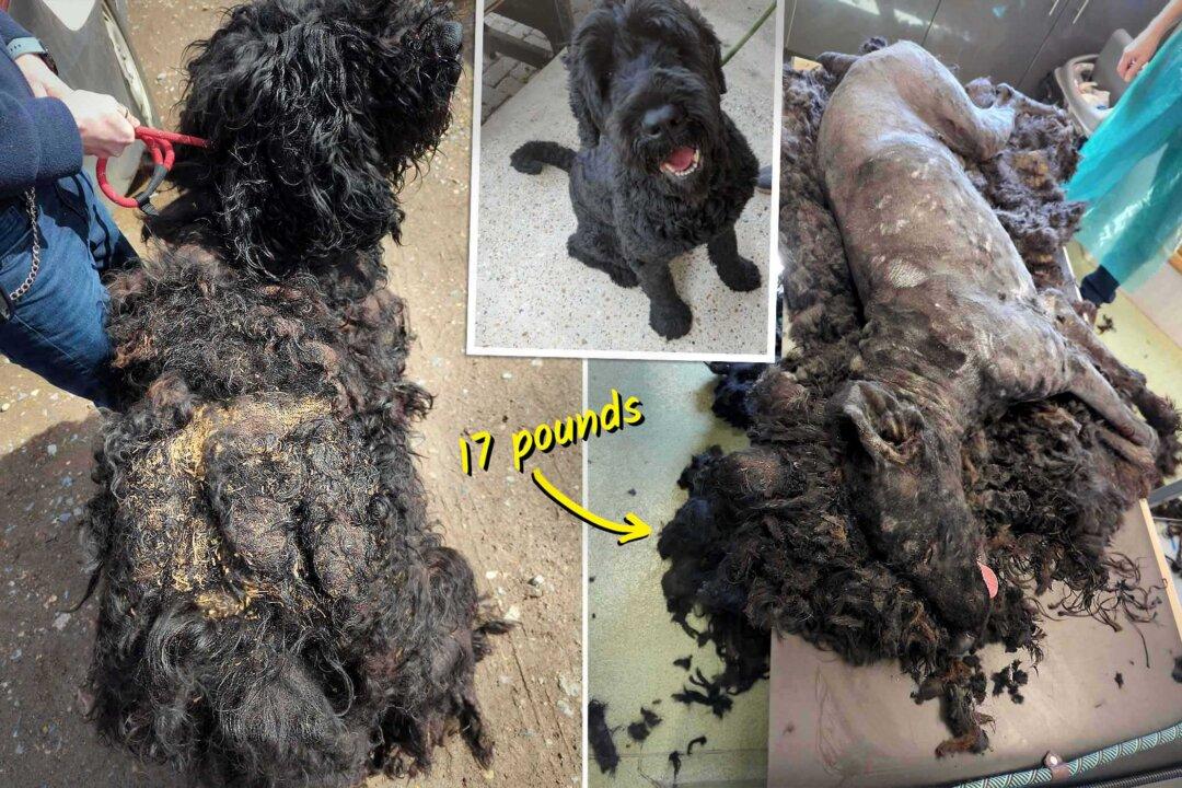 Dog Found With 17 Pounds of Matted Fur After Left Neglected Outside—Until Kind Humans Step In