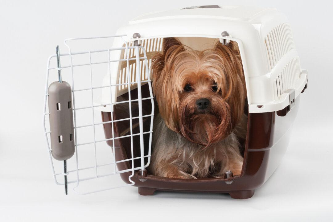 How to Travel With Your Pet Responsibly