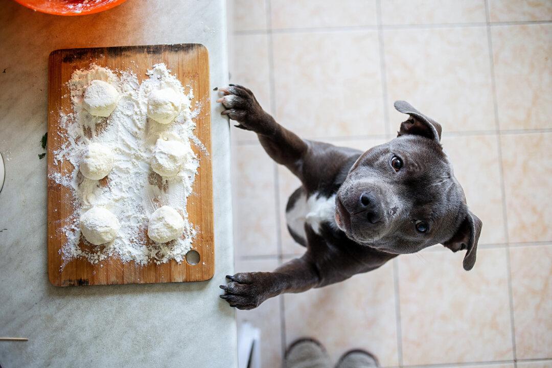 Keep Bread Dough Away From Dogs