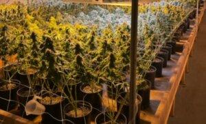 4 Chinese Nationals Arrested as Georgia Authorities Allege Illicit $22 Million Marijuana Farm