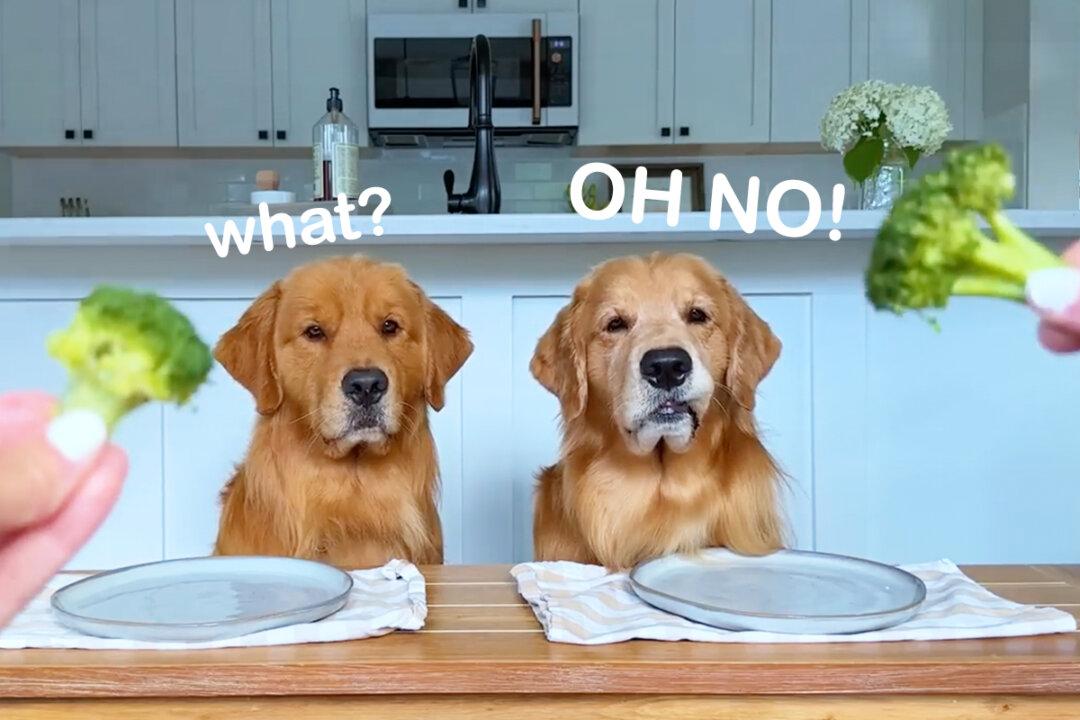 ‘Taste Test’ Video: Golden Retriever Reviews Food With His Brother—Wait Until Broccoli Is Served