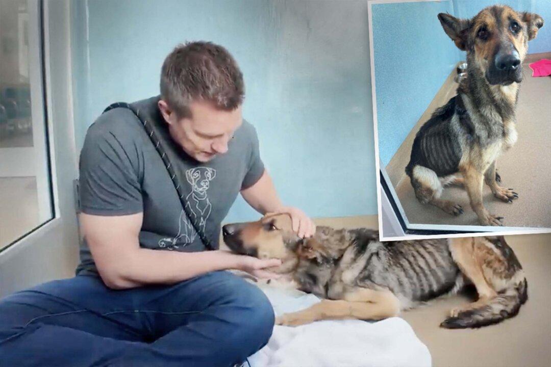 Emaciated Rescue Dog Cries When She’s Told She’s a ‘Good Girl’ for the First Time