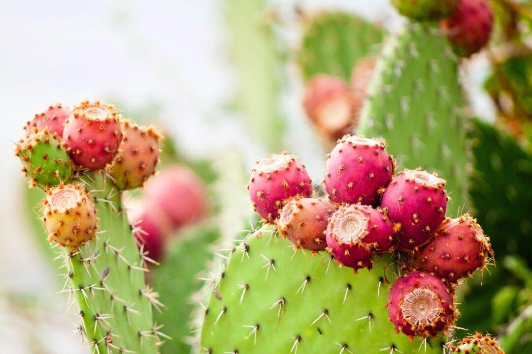 Prickly Pear Can Assist in Treatment of Diabetes and More