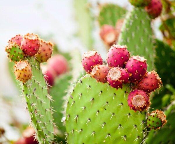 Prickly Pear Can Assist in Treatment of Diabetes and More